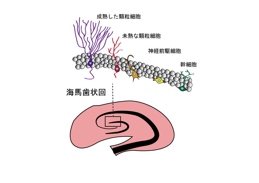 図２　海馬における細胞新生